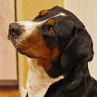 Can I Give My Dog Excedrin For Pain Can I Give My Dog Excedrin For Pain