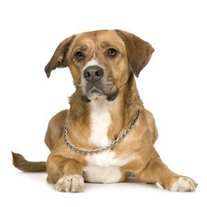 What medicine is recommended for diarrhea in dogs?
