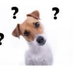 Can I Give My Dog Coconut Oil?