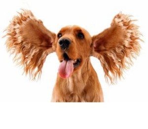 Preventative Tips and Treatment Info for Your Dog's Ears