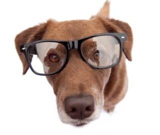 Can Dogs Wear Eyeglasses?