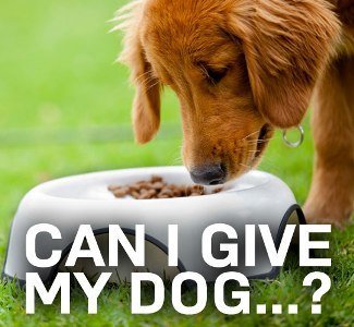 Can i give my dog viagra