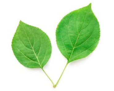 Is Chlorophyll Beneficial for Dogs?