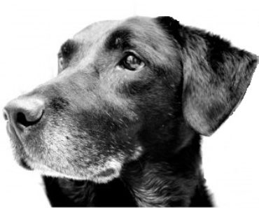 Tips for Making Your Dog Live a Longer Life