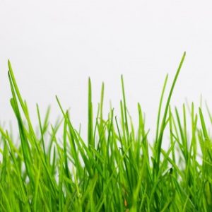 Can I Let My Dog Eat Grass?