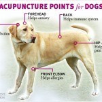 Can Dogs Benefit from Acupuncture?