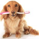 Tips for Cleaning Canine Teeth
