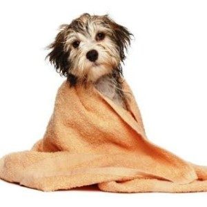 human shampoo that is safe for dogs