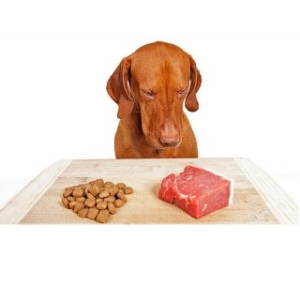 Can Dogs Eat Raw Foods?