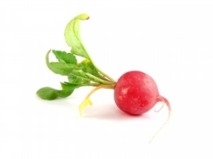 Can Dogs Eat Radish?