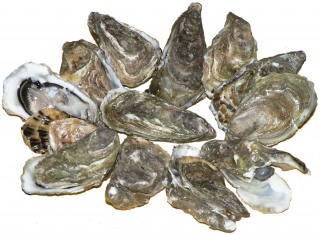 Can Dogs Eat Oysters? Can I Give My Dog Oysters?